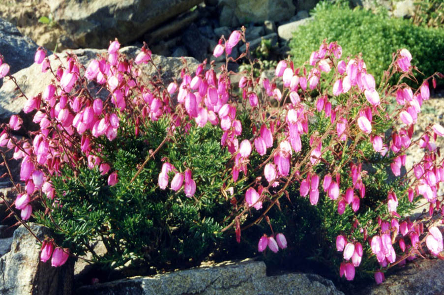 Phyllodoce caerulea en fleurs dans les landes alpines humides des Alpes